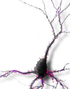 Das Gehirn vernetzt sich von allein