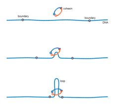 Looping the Genome: how Cohesin does the Trick