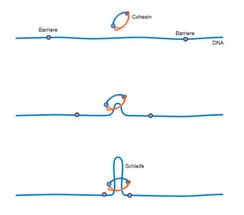 Wie Cohesin die Erbsubstanz in Falten legt