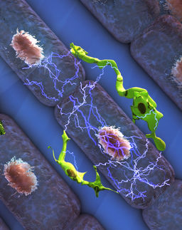 Immunzellen helfen bei elektrischer Reizleitung im Herzen