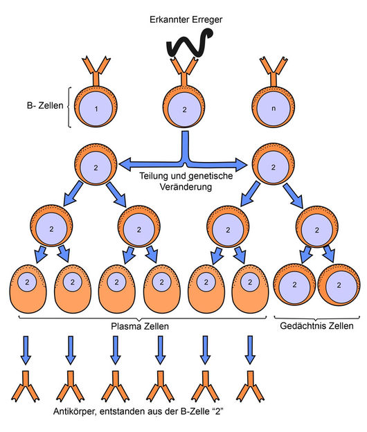 Max-Planck-Institut für Neurobiologie