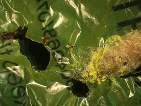 A plastic-eating caterpillar