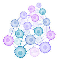 Researchers unravel the social network of immune cells
