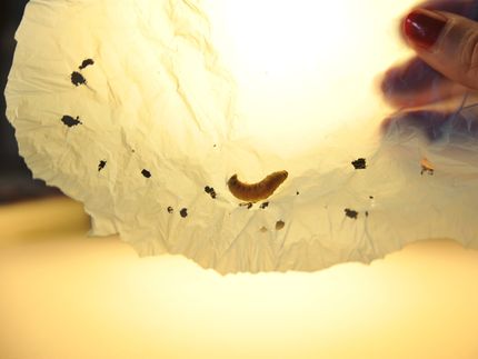 Una investigadora del CSIC descubre que el gusano de la cera come plástico