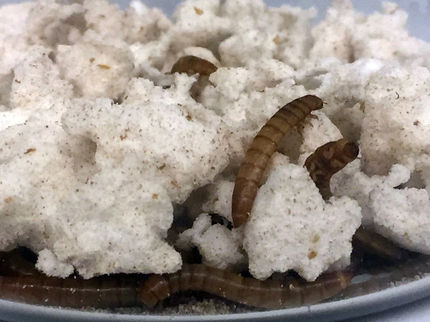 Aus Plastik wird Fischfutter