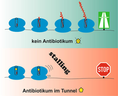 Möglicher Ansatz für neue Antibiotika entdeckt