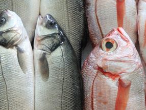 Anstieg von Ciguatera-Fischvergiftungen in Europa