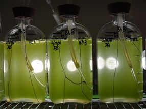 Genome sequence of fuel-producing alga announced
