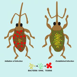 Controlling bacteria's necessary evil