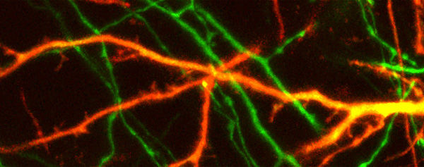 Max-Planck-Institut für Neurobiologie/Lohmann