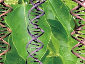 Disentangling chloroplast genetics