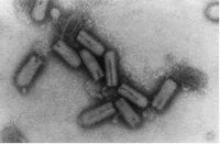 1_virus