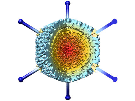 Hallada la ‘fábrica’ de los adenovirus