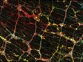 Understanding the architecture of our 'second brain'