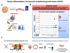 Epigenetic program leading to vessel differentiation