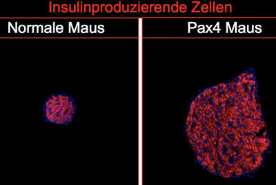 insulinmaus