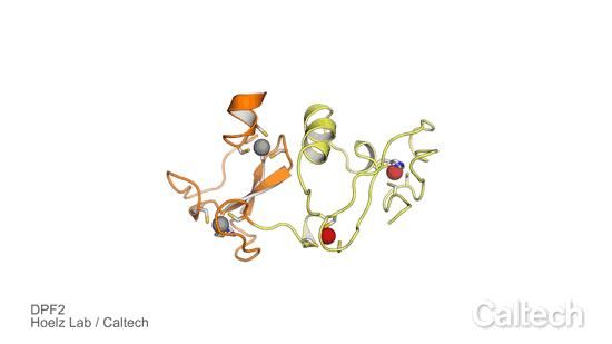 Hoelz Lab/Caltech