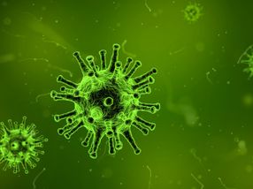 Wie Herpesviren den Wettlauf mit dem Immunsystem gewinnen