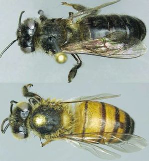 Kluge Honigbienen: Lern-Gene bewirken Anpassung an lokale Umweltbedingungen