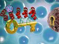New radiopharmaceutical based on DARPin scaffold for cancer diagnosis