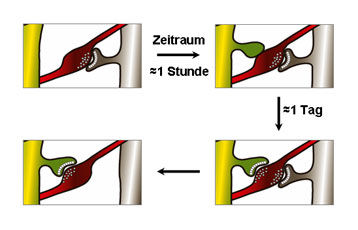 Max-Planck-Institut für Neurobiologie, Martinsried