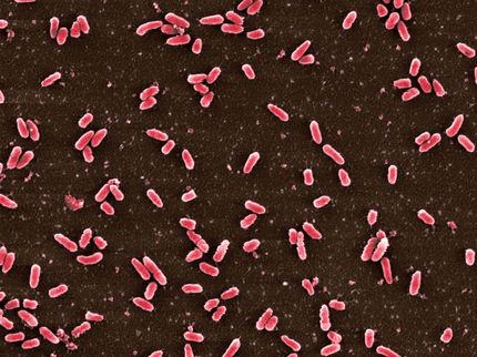 Neuer Ansatz in der Antibiotikatherapie treibt Krankheitskeime in die Sackgasse