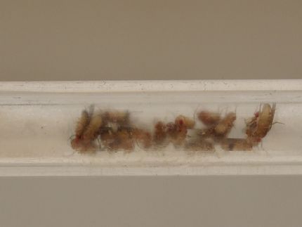 Depression bei Drosophila
