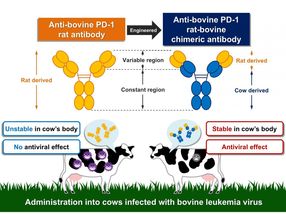 Overcoming immune suppression to fight against bovine leukemia