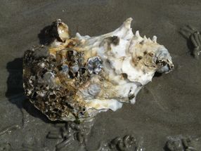 Oyster shells inspire new method to make superstrong, flexible polymers