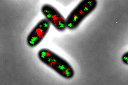 Wie Bakterien schneller wachsen