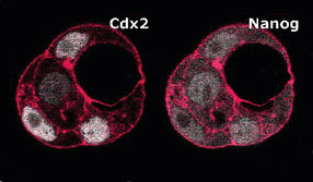 mpizellenembryo