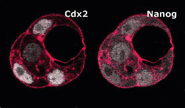 MPI für molekulare Biomedizin