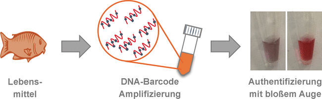 DNA-Schnelltest: Lebensmittel mit bloßem Auge auf Echtheit prüfen - Vereinfachter DNA-Barcoding-Test verrät wahre Identität von Fisch, Fleisch oder Gewürz