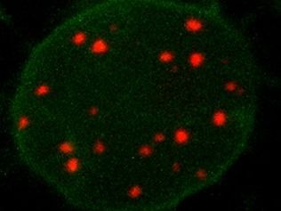 Visualisierung von DNA in lebenden Zellen