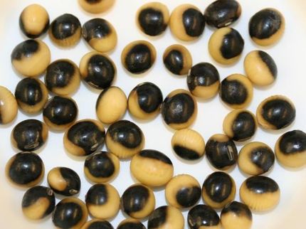 Unusual soybean coloration sheds a light on gene silencing