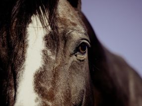 Seltenes Virus lässt in Österreich Pferde sterben