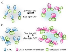 Protein mingling under blue light