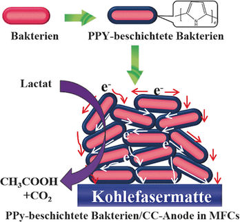 Leistung von mikrobiellen Brennstoffzellen erheblich steigern