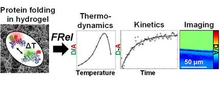 Investigating folding stability and dynamics of proteins