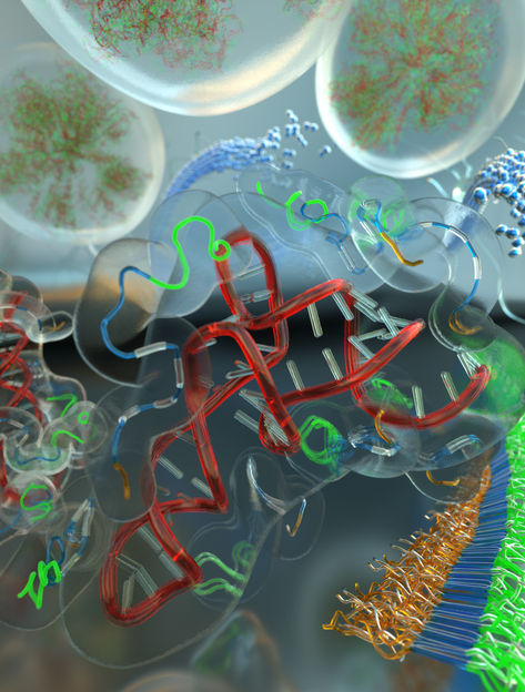 A Biophysical ‘Smoking Gun’