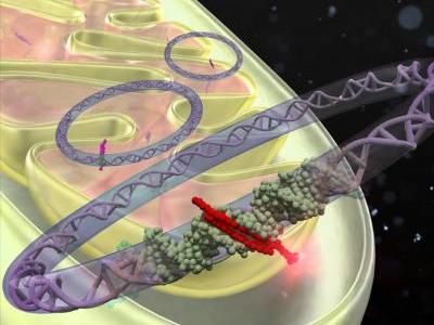Accessing DNA in the cell's powerhouse to treat disease