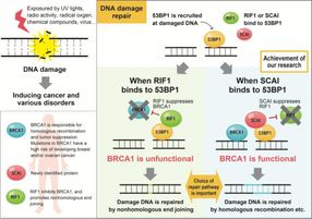The fork in the road to DNA repair