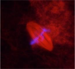 Una técnica experimental analiza el funcionamiento de espermatozoides humanos antes de su inseminación