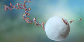RNA-Moleküle haben ein kurzes Leben