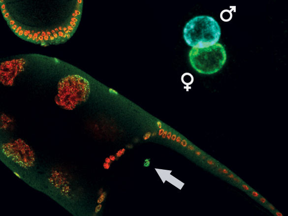 © MPI f. Immunbiologie u. Epigenetik/ F. Zenk