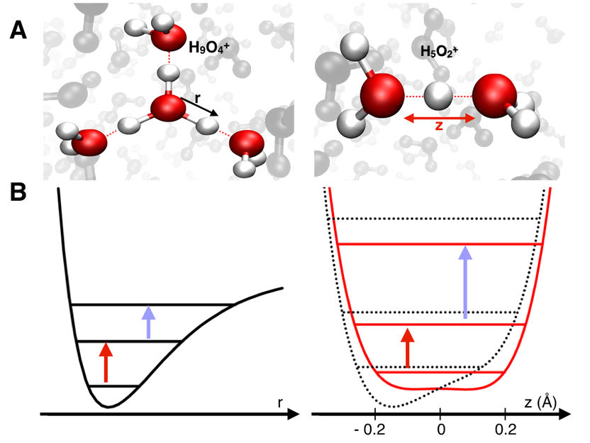 Wasser lässt das Proton zittern - Ultraschnelle Bewegungen und kurzlebige Strukturen hydratisierter Protonen