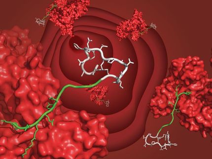 A new ligand extends the half-life of peptide drugs from minutes to days