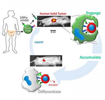 Macrophages engulf cancer cells in solid tumors