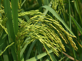 Reispflanze