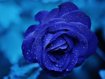 Blaue Chrysanthemen, bald vielleicht auch Rosen?